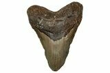 Fossil Megalodon Tooth - North Carolina #358910-1